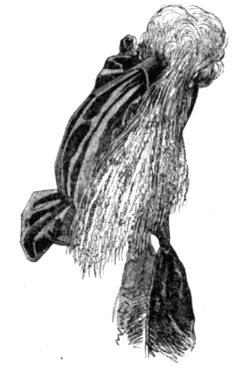  (Peterson’s, February, 1864)